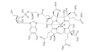 b 12 vitamines